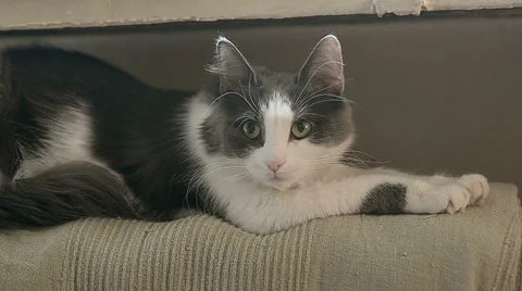 Lazy cat Stock Footage 50518167