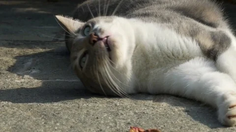 Lazy cat Stock Footage 81022274