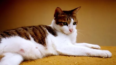 Lazy cat Stock Footage 138545242