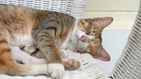 A lazy cat. Stock Footage 147916851