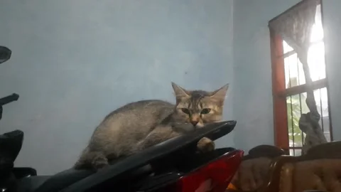 Lazy cat Video stock 220832074