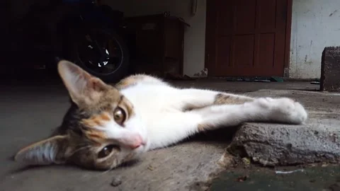 Lazy cat on the ground Stock Footage 253578081