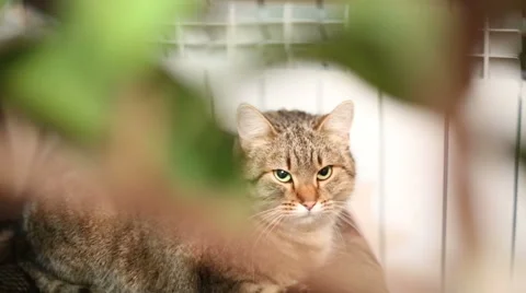 Lazy cat hiding behind the flowers. Cat lying near the warm heating radiator. Stock Footage 65039484