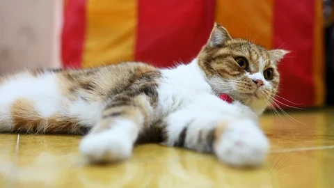 Lazy cat laying on the floor Video stock 116600846