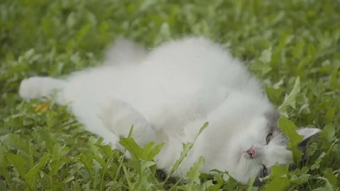 Lazy cat laying on grass wagging it's tail 4k Stock Footage 94257101