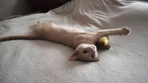 A lazy cat is lying on the couch, the cat has just woken up, a sleepy cat Stock Footage 264094970