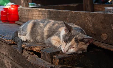 A lazy cat lying sleeping on an old rustic table Stock Photos