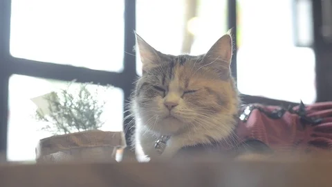 Lazy cat need to sleep. 스톡 동영상 83082125