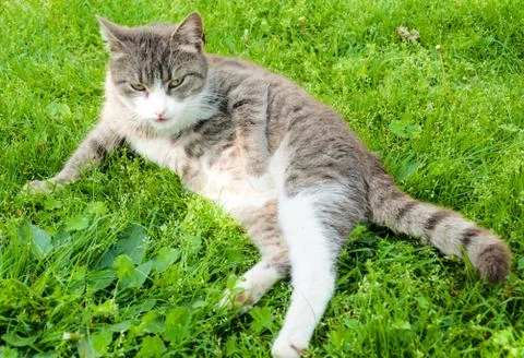 Lazy cat Stock Photos