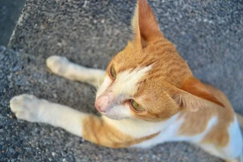 Lazy cat Stock-Fotos