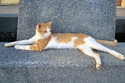 Lazy cat Foto stock