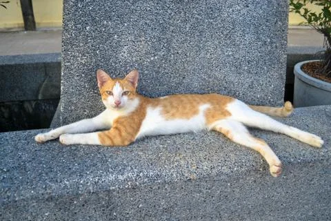 Lazy cat Stock Photos