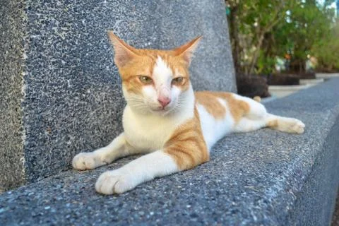 Lazy cat Foto stock