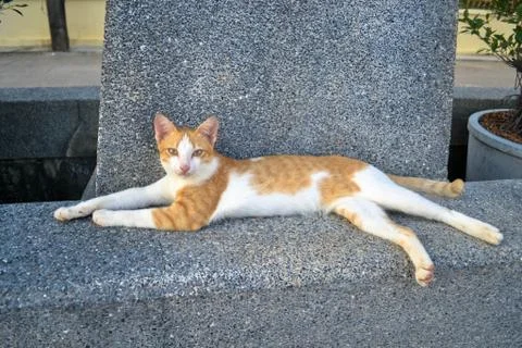 Lazy cat Foto stock