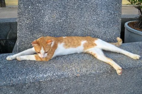Lazy cat Foto stock