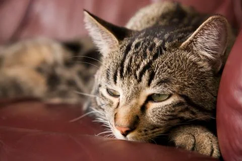 Lazy cat Stock Photos