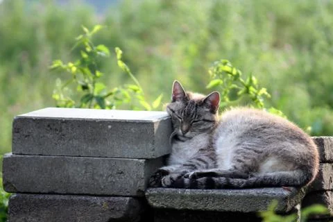 Lazy cat Stock Photos