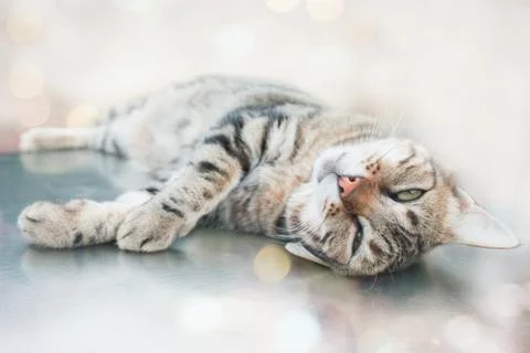 Lazy Cat Фото