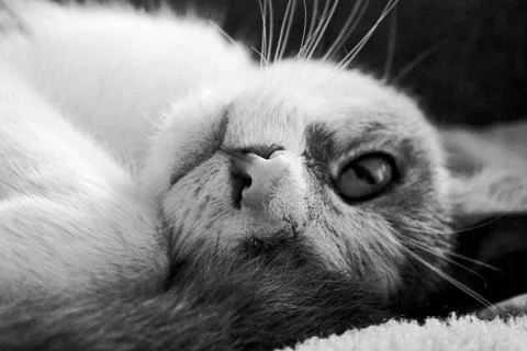 Lazy Cat Stock Photos
