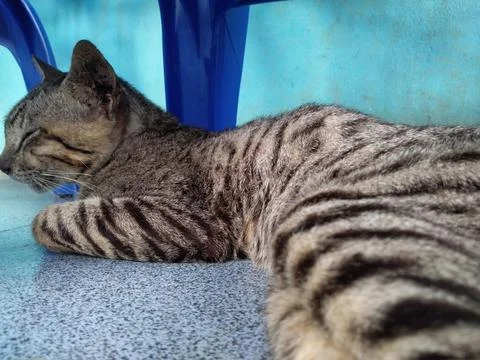 Lazy cat Stock Photos