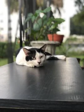 Lazy Cat 库存照片