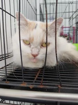 A lazy cat Stock Photos