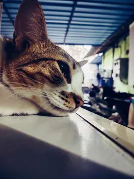 Lazy cat Stock Photos