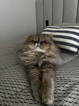 Lazy cat Stock Photos