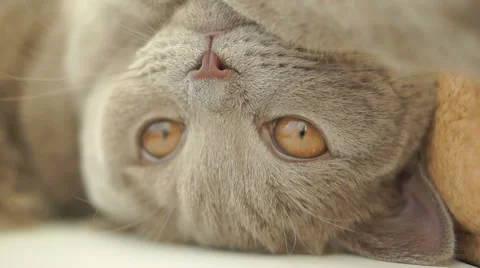 Lazy cat plays on camera 库存影片 45588081