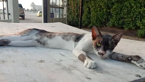 Lazy cat relaxing. Stock Footage 154366250