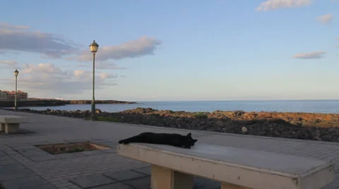 A lazy cat relaxing on a stone bench Stock Footage 37101525