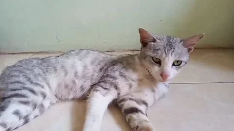 Lazy cat rests on the floor Stock Footage 253722008