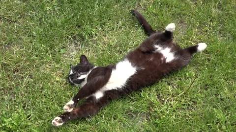 Lazy cat sleeping on grass 库存影片 154119549