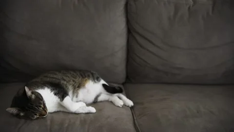 Lazy cat sleeping on grey couch. Stock-Footage 134943663