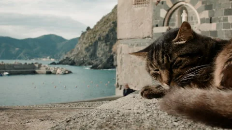 Lazy Cat sleeping next to beach Видео 47886013