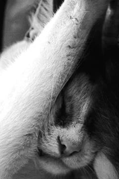 Lazy Cat Sleeping Foto stock