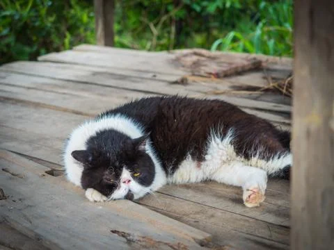 A lazy cat sleeping on table Stock Photos
