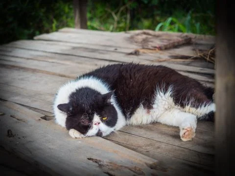 A lazy cat sleeping on table Stock Photos