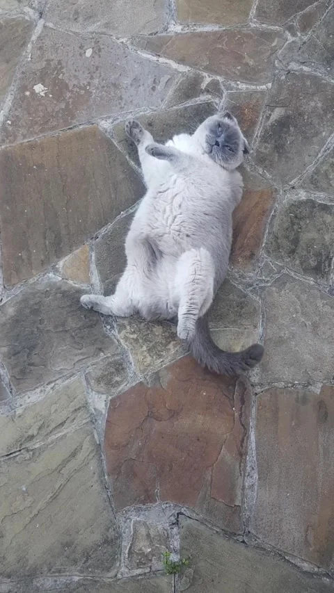 Lazy cat on stone-paved surface. Stock Footage 329227491