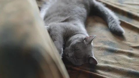 Lazy Cat Stretches and Keeps Napping – Relaxed British Shorthair at Home Stock Footage 313445252