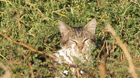 Lazy cat in the sun Stock Footage 31049252