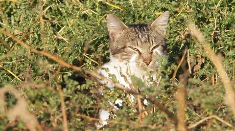 Lazy cat in the sun Stock Footage 31049456