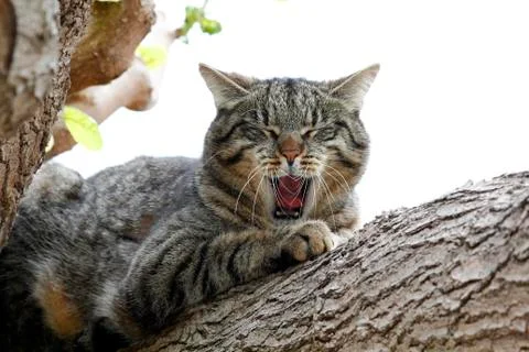 Lazy cat in a tree Stock Photos