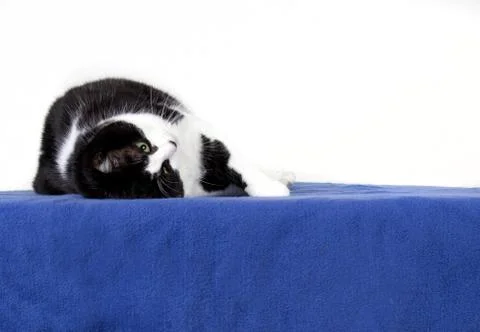 Lazy cat upside down 스톡 사진