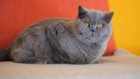 Lazy cat is watching a fly. Gray british shorthair cat lies on the sofa and Stock Footage 126606992