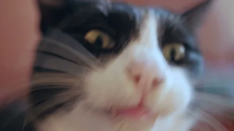 Lazy cat yawning Stock Footage 76549488