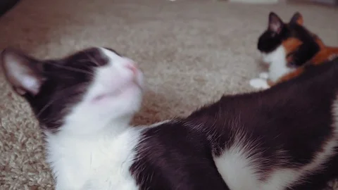 Lazy cat yawning Video stock 76864266
