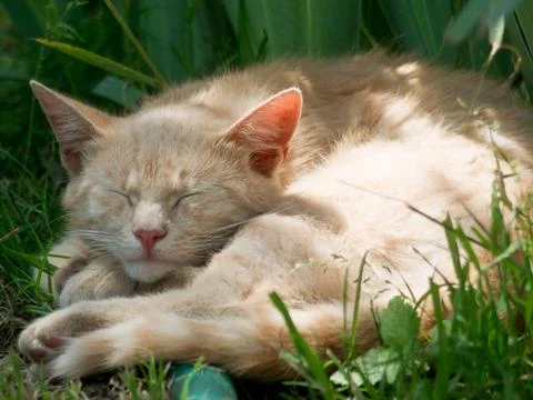 Lazy cats. Stock Photos