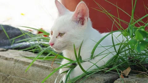 Lazy close-up of white kitten winking in the grass Stock Footage 348259080