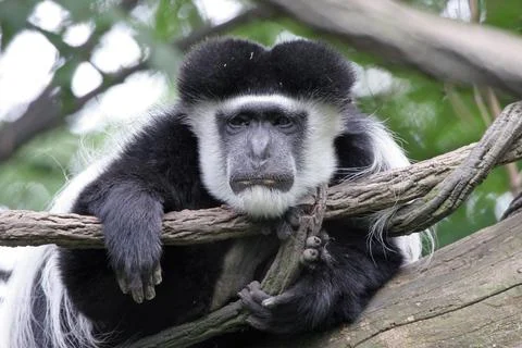 Lazy Colobus Monkey Stock Photos